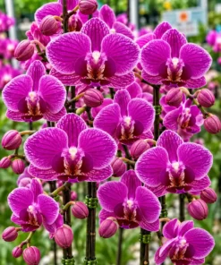 Matured Phalaenopsis Ballroom Blitz with Buds