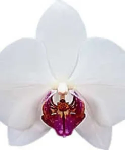 Phalaenopsis ⁠Red Eye Blooming Size - Image 3