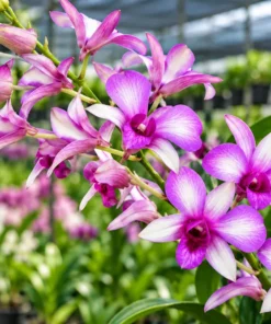 Ready to Flower Size Dendrobium Hawaill