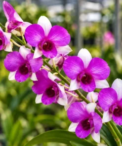 Ready to Flower Size Dendrobium Richly Two Tone