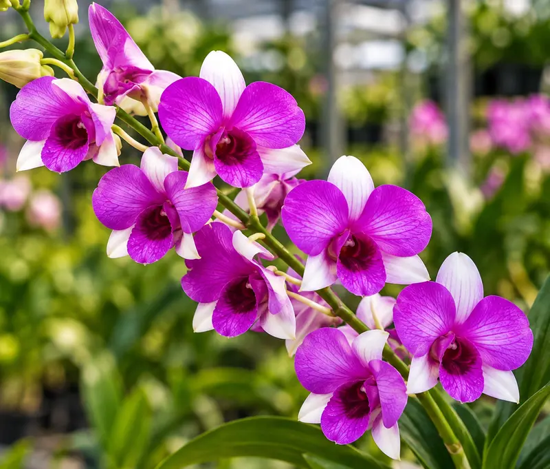 Ready to Flower Size Dendrobium Richly Two Tone