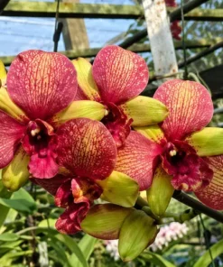 Alternative view of Ready to Flower Size Dendrobium Sun