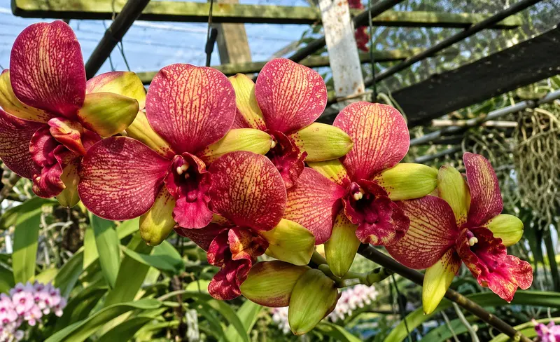Ready to Flower Size Dendrobium Sun - Image 2
