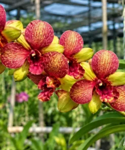 Ready to Flower Size Dendrobium Sun