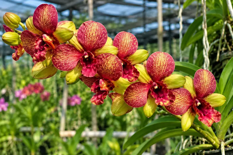 Ready to Flower Size Dendrobium Sun