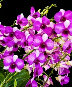 Alternative view of Ready to Flower Size Dendrobium Richly Two Tone