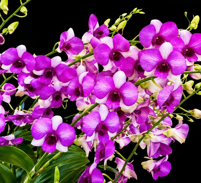 Ready to Flower Size Dendrobium Richly Two Tone - Image 2