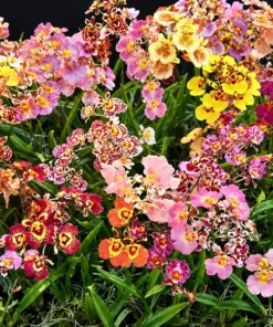 Tolumnia Rainbow Hybrid