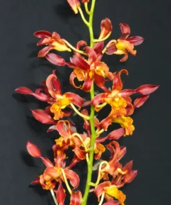 Ready to Flower Size Dendrobium Hermes - Image 2