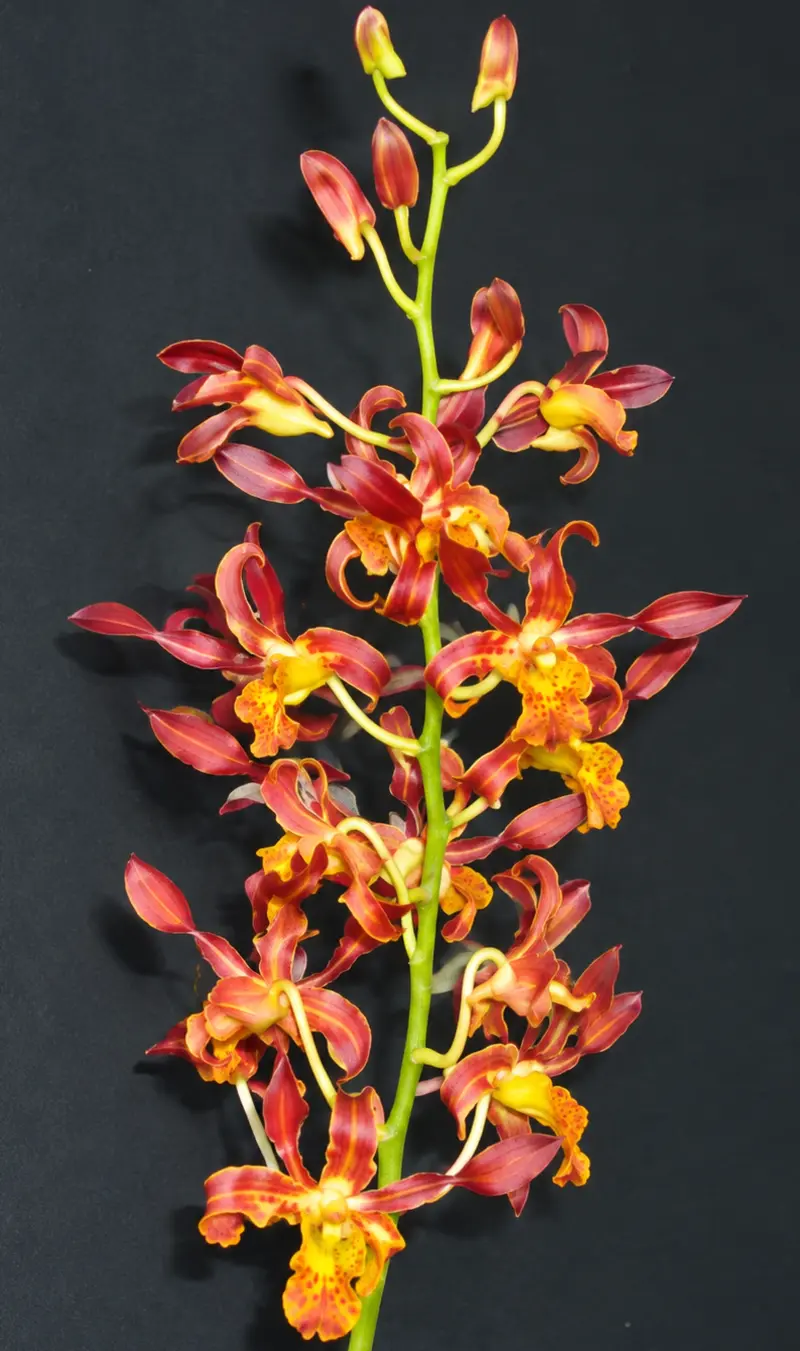 Ready to Flower Size Dendrobium Hermes - Image 2