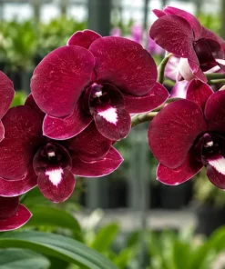 Ready to Flower Size Dendrobium Red Dragon 769