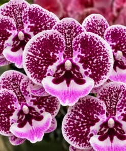 Matured Phalaenopsis Singalong with Buds