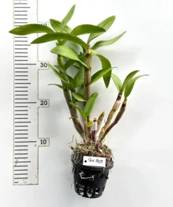 Alternative view of Ready to Flower Size Dendrobium Red Beryl 1061