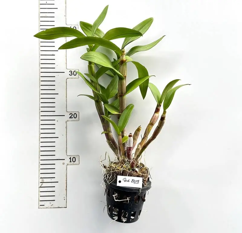 Ready to Flower Size Dendrobium Red Beryl 1061 - Image 2