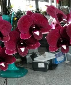 Ready to Flower Size Dendrobium Red Dragon 769 - Image 2