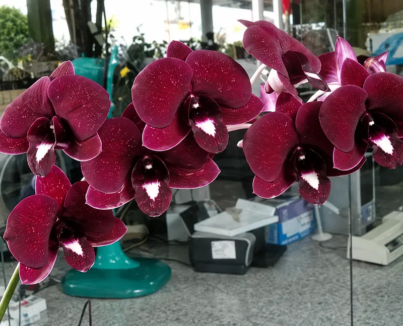 Ready to Flower Size Dendrobium Red Dragon 769 - Image 2