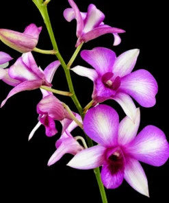 Alternative view of Ready to Flower Size Dendrobium Hawaill