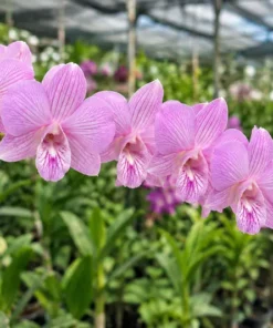 Ready to Flower Size Dendrobium Pink Stripe Surprise 2022