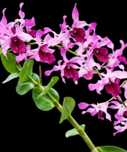 Alternative view of Ready to Flower Size Dendrobium Ceasar Red Big Lip
