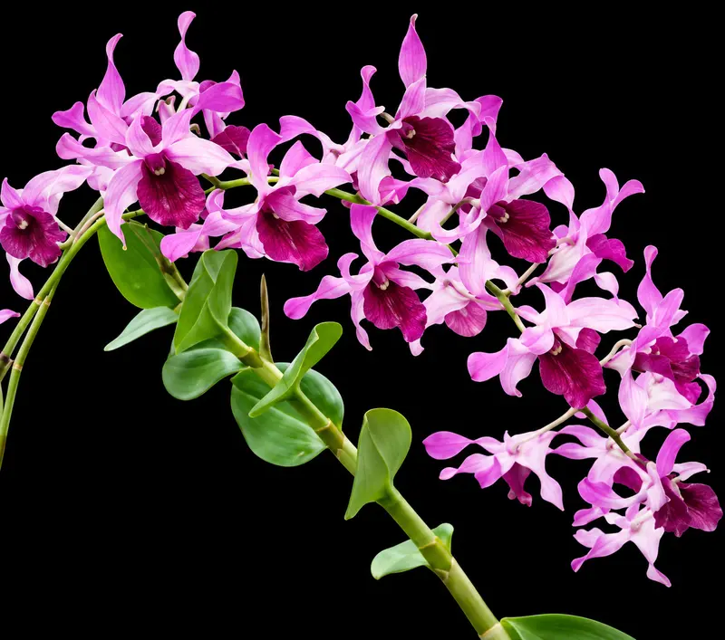 Ready to Flower Size Dendrobium Ceasar Red Big Lip - Image 2