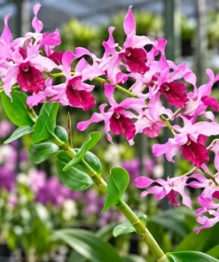 Ready to Flower Size Dendrobium Ceasar Red Big Lip