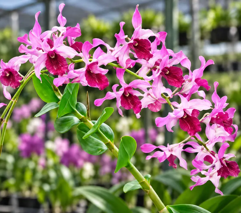 Ready to Flower Size Dendrobium Ceasar Red Big Lip