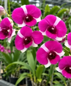 Ready to Flower Size Dendrobium TwoTone
