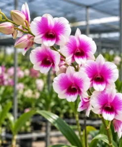 Ready to Flower Size Dendrobium Yaya 1251