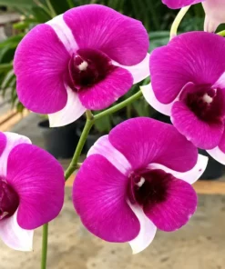 Alternative view of Ready to Flower Size Dendrobium TwoTone