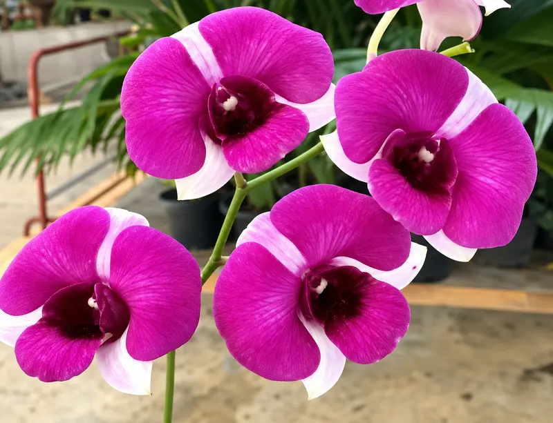 Ready to Flower Size Dendrobium TwoTone - Image 2