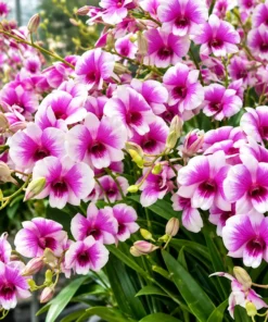 Alternative view of Ready to Flower Size Dendrobium Yaya 1251