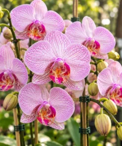 Phalaenopsis Cosmic Trails Blooming Size