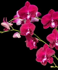 Ready to Flower Size Dendrobium Red Beryl 1061 - Image 3