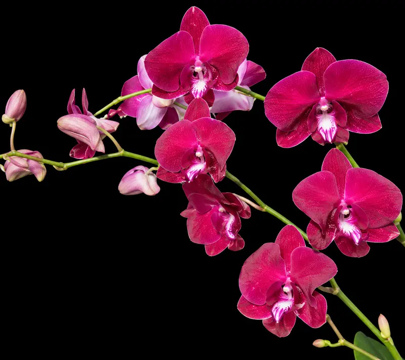 Ready to Flower Size Dendrobium Red Beryl 1061 - Image 3