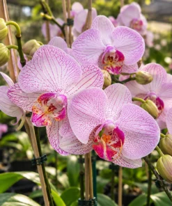 Phalaenopsis Cosmic Trails Blooming Size