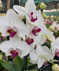 Phalaenopsis ⁠Red Eye Blooming Size