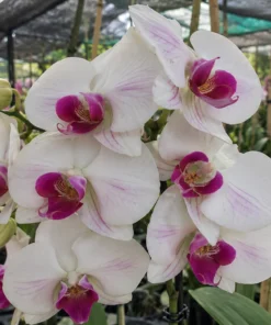 Matured Phalaenopsis Winter Love with Buds