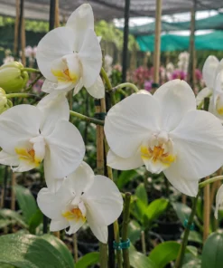 Phalaenopsis Navigator Blooming Size