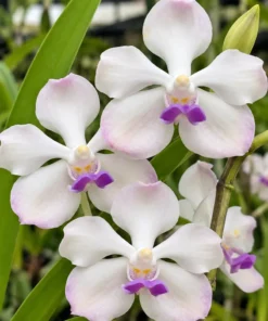 Vanda SS 191 Lanlalyn Fragrance Seedling