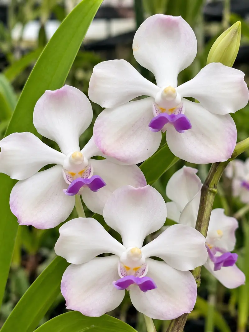 Vanda SS 191 Lanlalyn Fragrance Seedling
