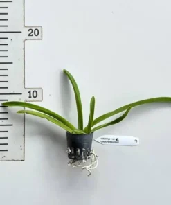 Alternative view of Vanda SS 191 Lanlalyn Fragrance Seedling