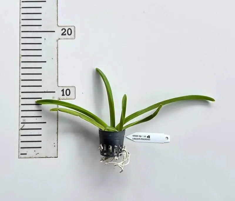 Vanda SS 191 Lanlalyn Fragrance Seedling - Image 2