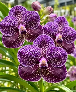 Vanda SS 209 Blitz x Kasem Delight x  Tubtim Thai Spot Seedling
