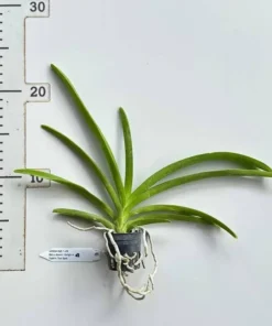 Alternative view of Vanda SS 209 Blitz x Kasem Delight x  Tubtim Thai Spot Seedling