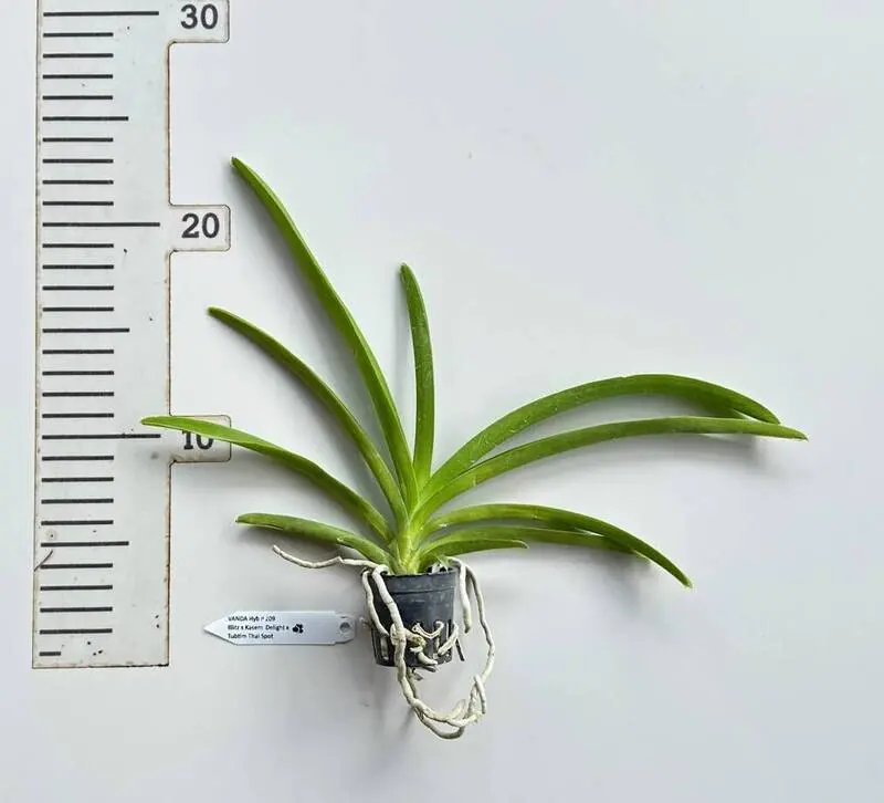 Vanda SS 209 Blitz x Kasem Delight x Tubtim Thai Spot Seedling - Image 2
