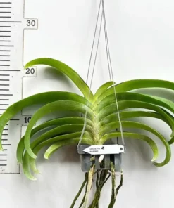 Alternative view of Rhynchostylis Blue Boy Foxtail Blooming Size