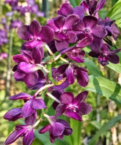 Rhynchostylis Blue Boy Foxtail Blooming Size