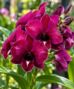 Dragon Red Edge Seedling