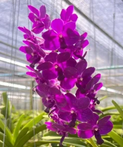 Rhynchostylis Blue Boy Foxtail Blooming Size