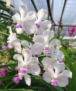 Vanda SS 191 Lanlalyn Fragrance Seedling